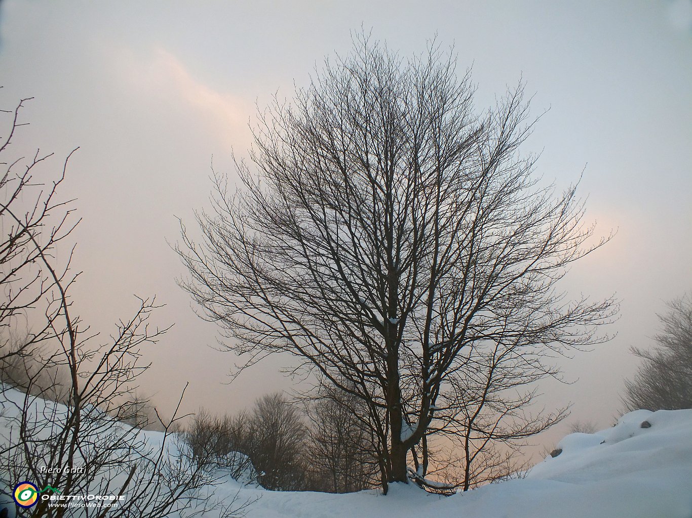 45 nrl bosco con neve e nebbia....JPG